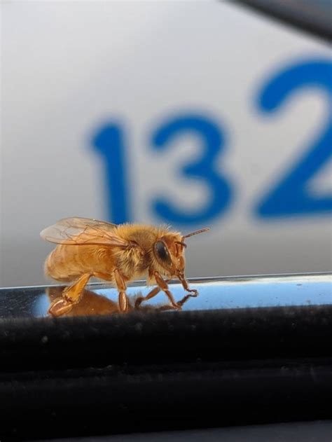 purely golden bee interestingasfuck