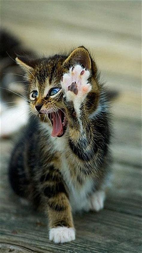 41 Best Wallpaper Iphone Cats Images On Pinterest Kawaii