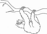Sloth Leniwiec Sloths Rainforest Bicho Wiszący Colouring Kolorowanki Kidocoloringpages Dragoart Preguica Coloringbay Desenho Obrazek Galho Segurando Drukowanka Druku Sheet sketch template