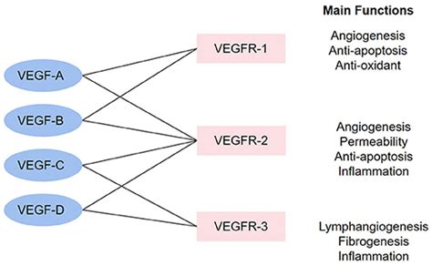 frontiers  role   vegf family  coronary heart disease