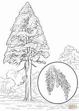 Redwood Sequoia Sempreverdi Alberi Supercoloring Sempervirens sketch template
