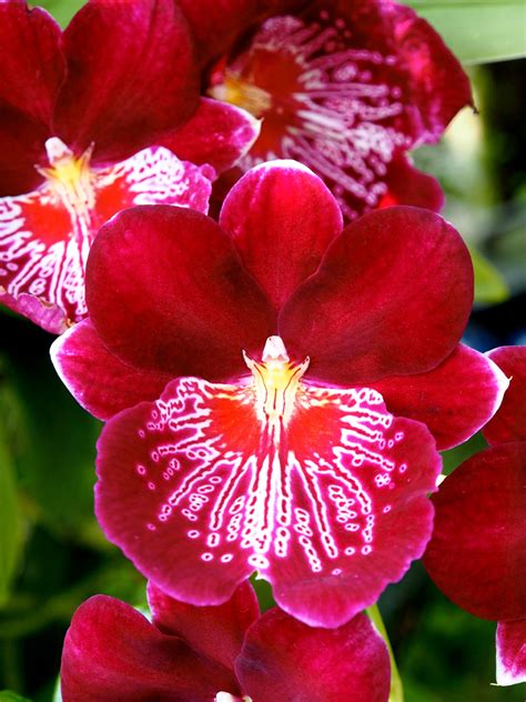 Know Your Orchids