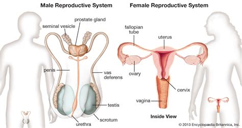 Human Reproductive System The Female Reproductive System