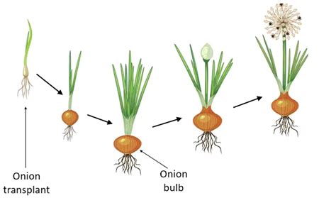 onion grow  describe  process class  biology cbse
