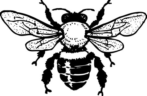 coloring bee clipart