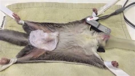 sugar glider castration post op pain experiment    success  blanket biting youtube