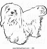 Maltese Yorkie Terrier sketch template