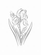Iris Coloring Pages Flower Flowers Print sketch template