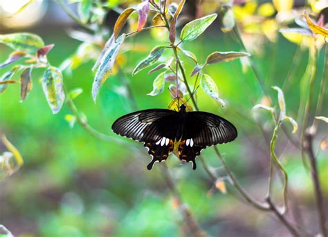 stock photo  black black butterfly butterflies