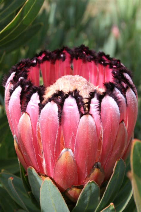 protea neriifolia