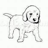 Golden Retriever Coloring Puppy Pages Goldendoodle Drawing Dog Puppies Line Drawings Labrador Lab Cute Draw Color Easy Printable Pitbull Labradoodle sketch template