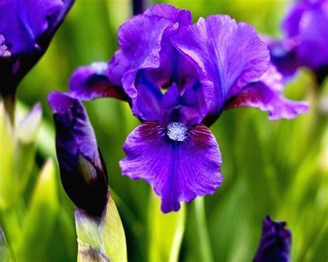 Purple Iris Flower Pictures Full Real Porn