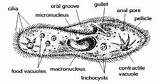 Paramecium Labeled Coloring Pages Protists Biology Diagram Label Oral Groove Parts Gullet Flashcards Semester Exam Honors Study Final Guide Basic sketch template