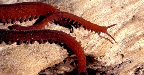 Velvet Worms Squirting Slime The New York Times