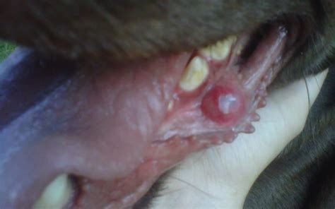 Recurring Anal Gland Abscess In Cat Anal