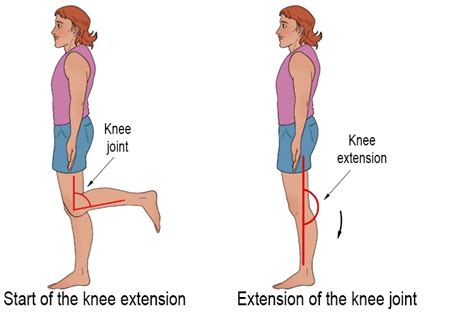 knee flexion  extension movement rom function exercise