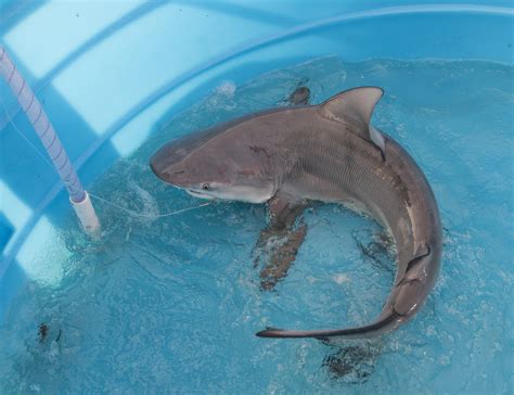 smithsonian insider smithsonian scientists  shark detectives  track species