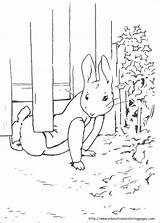 Peter Rabbit Pages Coloring Printable sketch template