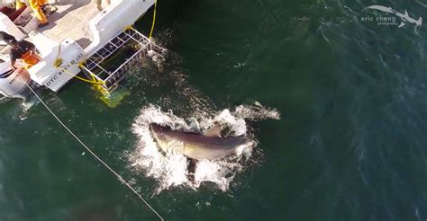 drones meet sharks whats   love karryon shark drone south africa