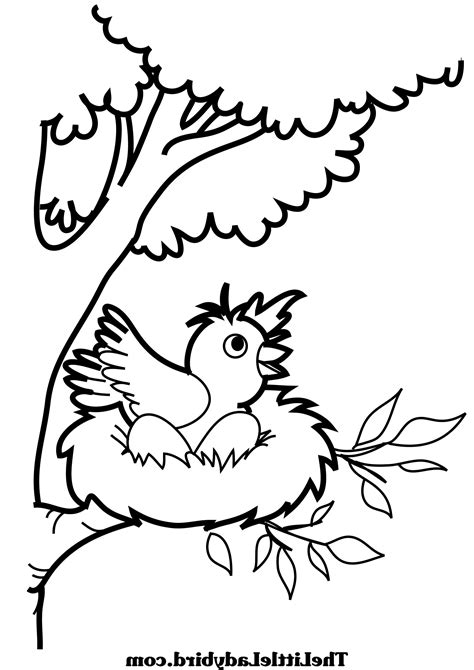 bird nest coloring page  getdrawingscom   personal  bird