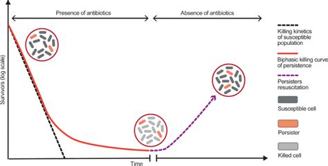 Illustration Of Biphasic Killing Curves Of Bacterial Growth During