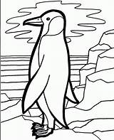 Penguin Coloring Pages Printable Kids Bird sketch template
