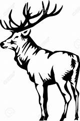 Elk Clipart Silhouette Logo Elks Drawing Head Clip Vector Deer Illustration Vectors Moose Antler Stock Cliparts Fighting Royalty Bugling Clipartmag sketch template
