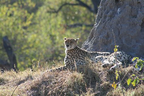 cheetah met uitsterven bedreigd mambulu safaris
