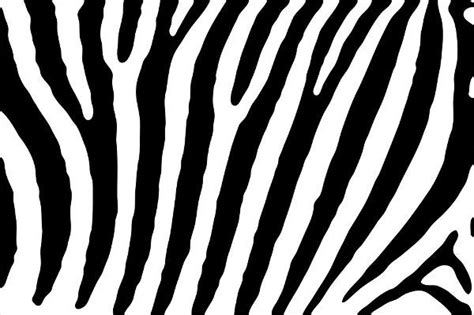 zebra patterns psd vector eps png format