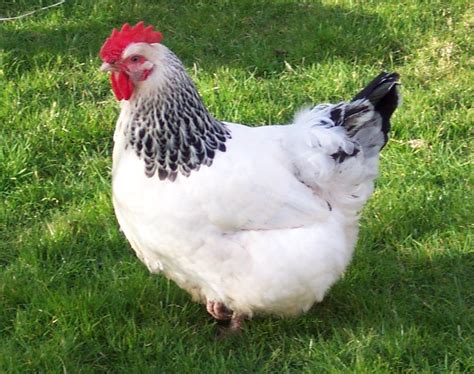 Top 10 Most Beautiful Chicken Breeds In The World Arenapile