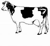 Coloring Pages Cow Printable Cattle sketch template