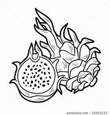 Fruits Dragonfruit Bigstock sketch template