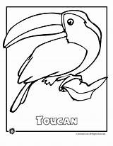 Endangered Rainforest Birds Toucan sketch template