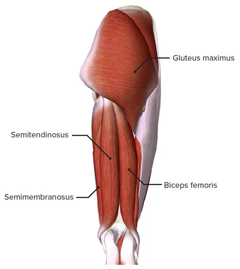 thigh anatomy concise medical knowledge