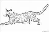 Cat Coloring Pages Savannah Color Bengal Printable Cats Tabby Spotted Brown Online sketch template