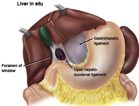 Liver Anatomy Abstract Europe Pmc