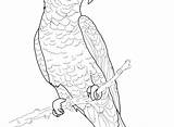 Realistic Parrot Coloring Pages Getdrawings sketch template