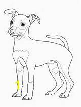 Coloring Pages Pinscher Dog Puppy Miniature Doberman Rottweiler Weimaraner Drawing Printable Schnauzer Sheets Jack Colouring Mini Color Print Weiner Cute sketch template