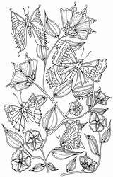 Coloring Pages Grown Ups Butterfly Adult Enchanted Forest sketch template