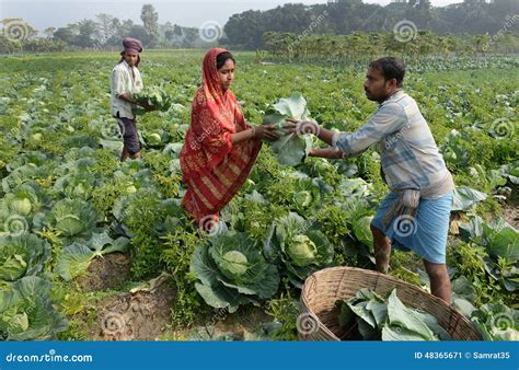 indian agriculture editorial photo image