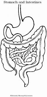 Digestive Humano Digestivo Esophagus Actividades Sistemas Intestines Physiology Aparato Boeddha Darmen Waarom Koffie Werkt Zo Intestine Je Corpo Preescolar Esquema sketch template