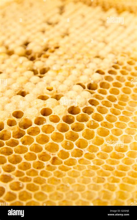 frame  drone honey bee cells  capped   open filled  larvae  pupae stock
