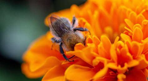 doe je mee met bijen tellen nieuws groengebied amstelland