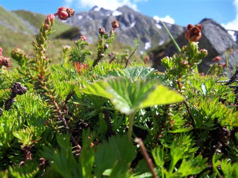 life   st parallel mountain flora hatchers pass alaska