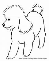 Coloring Pages Poodle Dog Breed sketch template