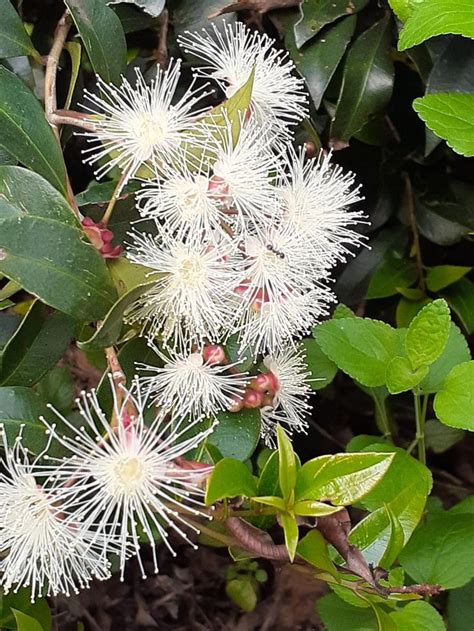 australian flora australian flora flora plants