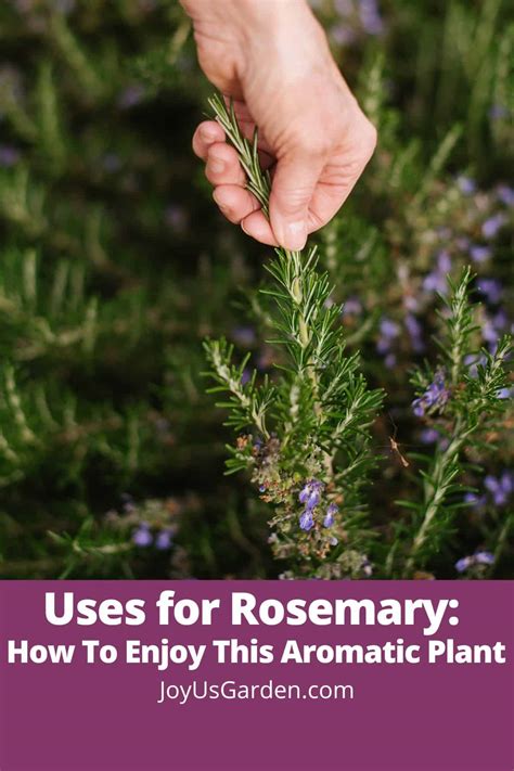 rosemary   enjoy  aromatic plant