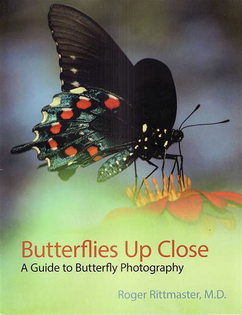 butterflies  singapore book review butterflies  close