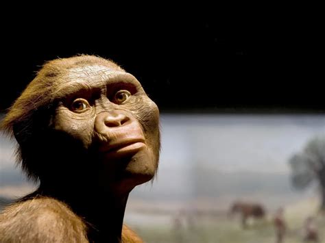 lucy  australopithecus turns    million years smart
