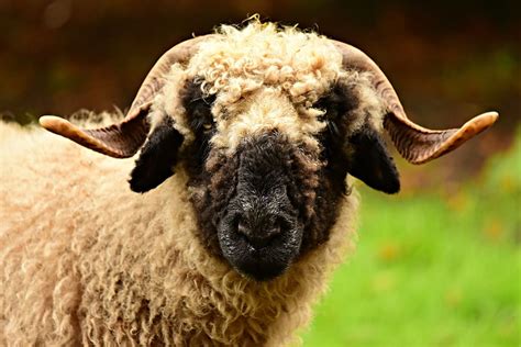 sheep valais blacknose animal ruminant mammal horns wool face